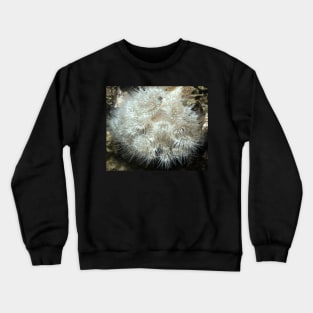 Plumose Anemone (Metridium farcimen) Crewneck Sweatshirt